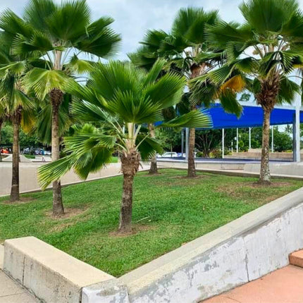 Nasiona Palmy Fiji - Pritchardia Pacifica