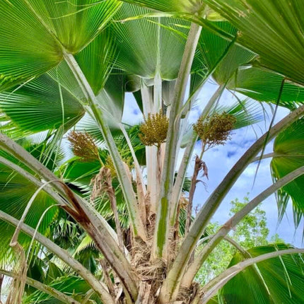 Nasiona Palmy Fiji - Pritchardia Pacifica