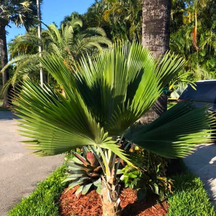 Nasiona Palmy Fiji - Pritchardia Pacifica