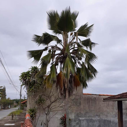 Nasiona Palmy Fiji - Pritchardia Pacifica