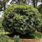 Nasiona Palmy Palczastej (Rhapis multifida)
