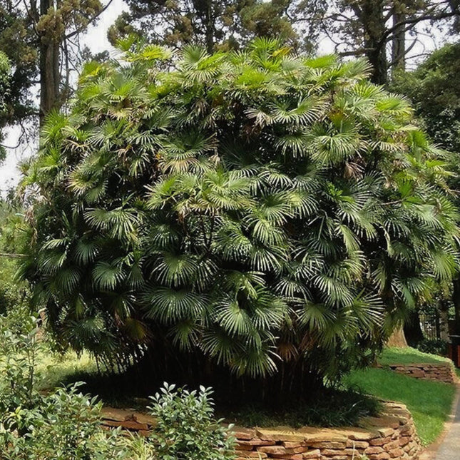 Nasiona Palmy Palczastej - Rhapis Multifida
