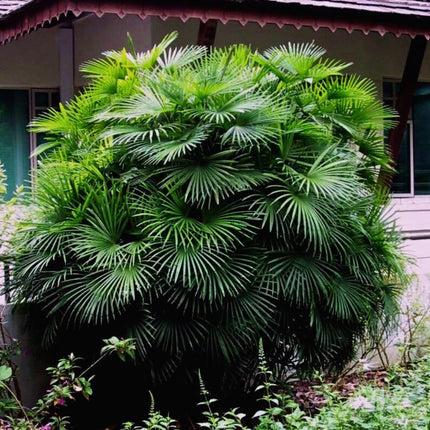 Nasiona Palmy Palczastej - Rhapis Multifida