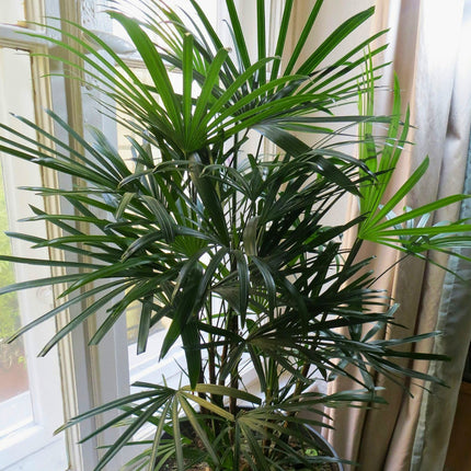 Nasiona Palmy Palczastej - Rhapis Multifida