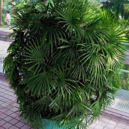 Nasiona Palmy Palczastej - Rhapis Multifida