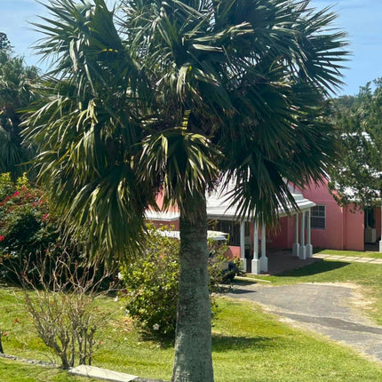 Nasiona Palmy Bermudzkiej - Sabal Bermudana