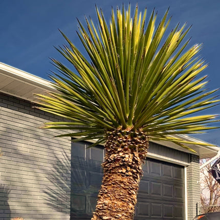 Nasiona Juki Faxoniana - Yucca Faxoniana