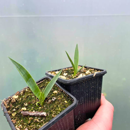 Nasiona Juki Faxoniana - Yucca Faxoniana