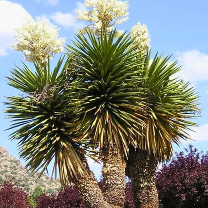Nasiona Juki Faxoniana - Yucca Faxoniana