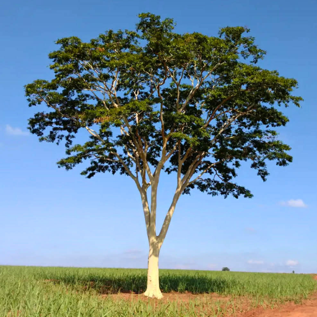 Nasiona Albicji Niopoides - Albizia Niopoides