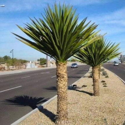Nasiona Juki Faxoniana - Yucca Faxoniana