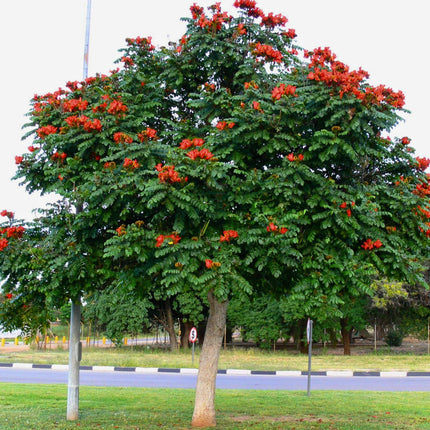 Nasiona Tulipanowca Afrykańskiego - Spathodea Campanulata