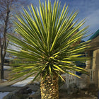 Nasiona Juki Faxoniana (Yucca faxoniana)