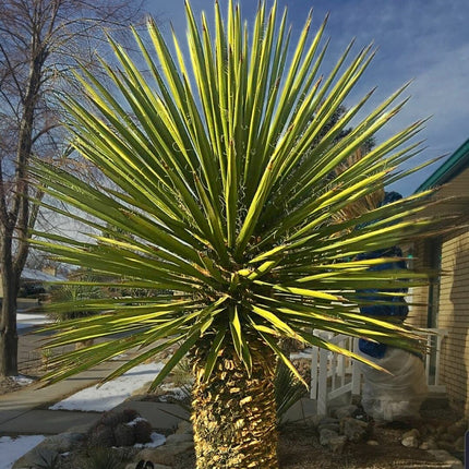 Nasiona Juki Faxoniana - Yucca Faxoniana