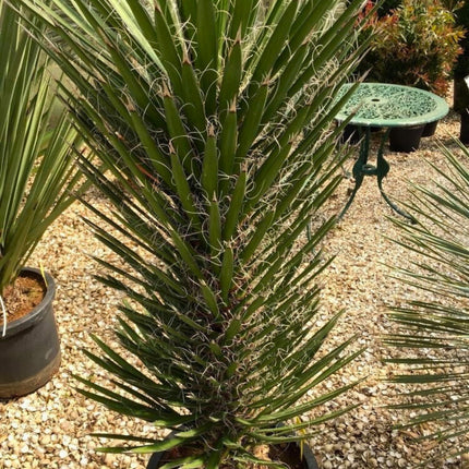 Nasiona Juki Nitkowatej - Yucca Filifera