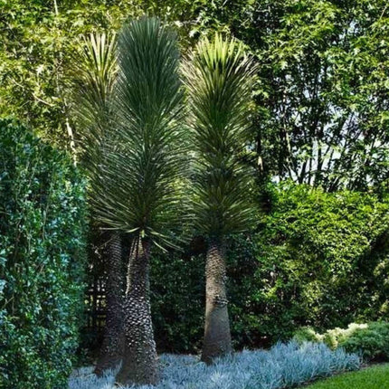 Nasiona Juki Nitkowatej - Yucca Filifera