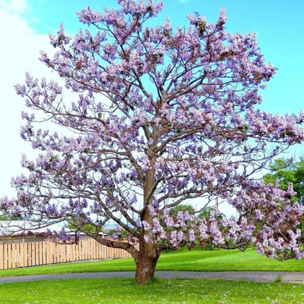 Nasiona Paulowni Surmolistnej - Paulownia Catalpifolia