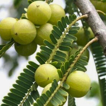 Nasiona Agrestu Indyjskiego - Phyllanthus Emblica