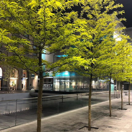Nasiona Glediczji Trójcierniowej - Gleditsia Triacanthos