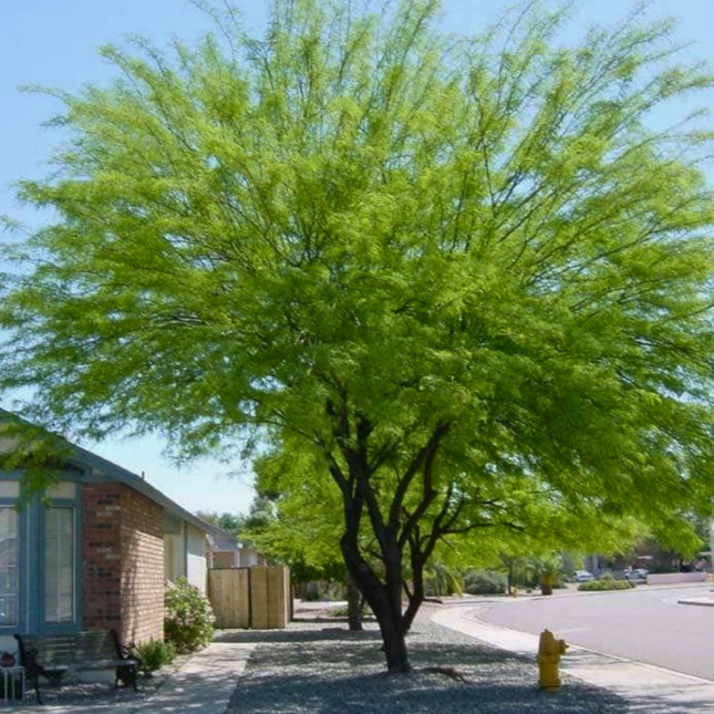 Nasiona Jadłoszynu Khejri - Prosopis Cineraria