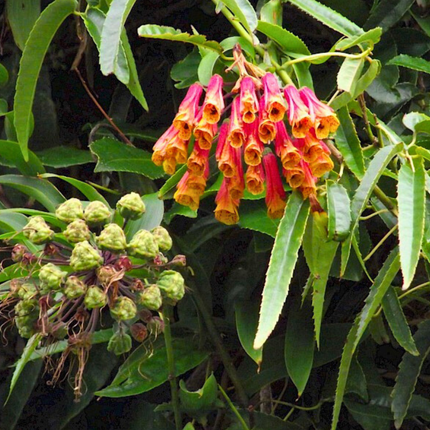 Nasiona Lilii Zwisającej - Bomarea Multiflora