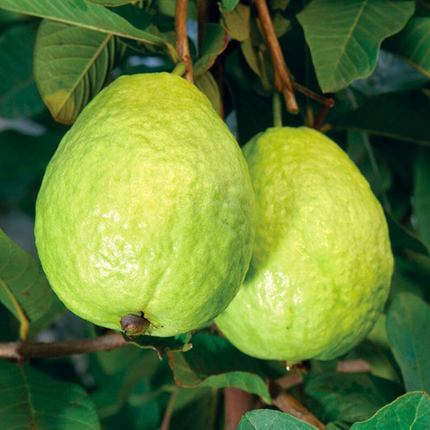 Sjemenke guave obične - Psidium Guajava