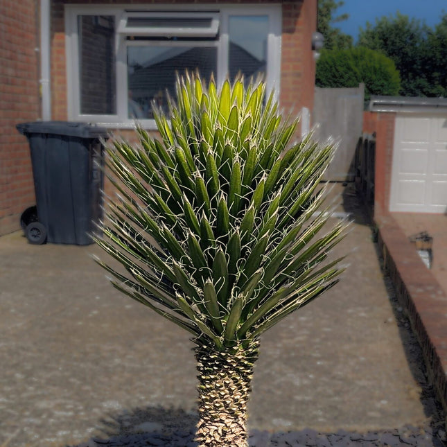Nasiona Juki Nitkowatej - Yucca Filifera