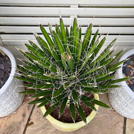 Nasiona Juki Nitkowatej - Yucca Filifera