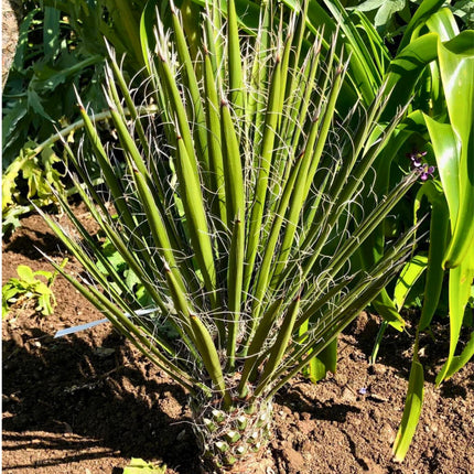 Nasiona Juki Nitkowatej - Yucca Filifera