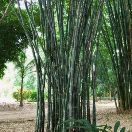 Nasiona Bambusa Żelaznego - Dendrocalamus Strictus
