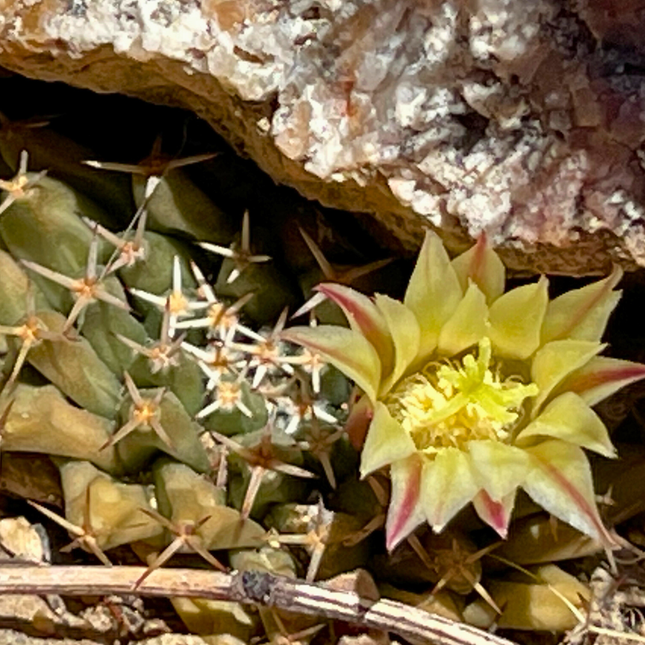 Nasiona Kaktusa Poduszeczki - Mammillaria Peninsularis