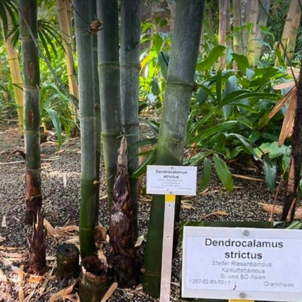 Nasiona Bambusa Żelaznego - Dendrocalamus Strictus