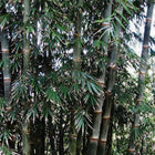Nasiona Bambusa Żelaznego (Dendrocalamus strictus)