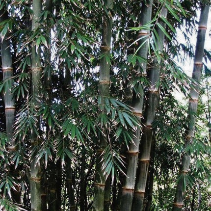 Nasiona Bambusa Żelaznego - Dendrocalamus Strictus