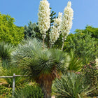 Nasiona Juki Thompsona (Yucca thompsoniana)