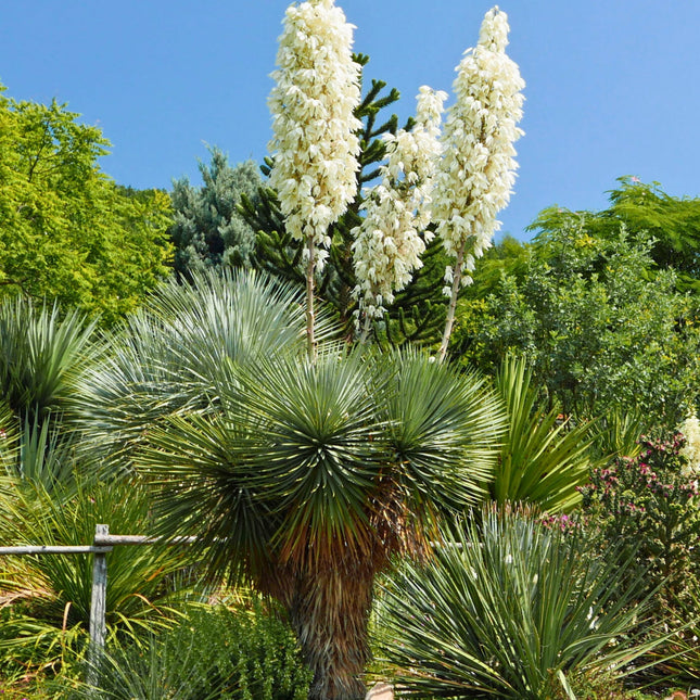 Nasiona Juki Thompsona - Yucca Thompsoniana