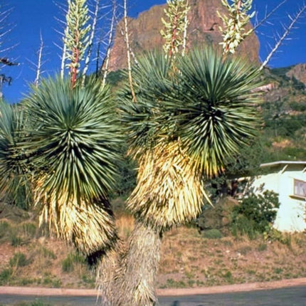 Nasiona Juki Thompsona - Yucca Thompsoniana