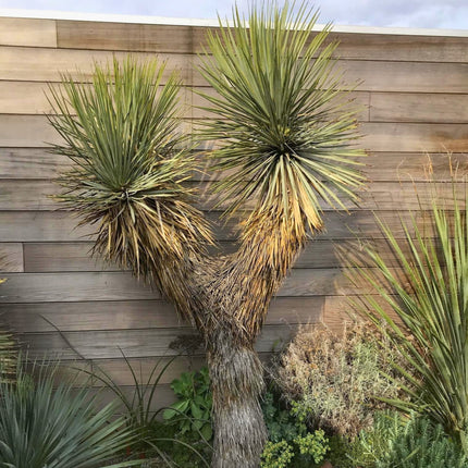 Nasiona Juki Thompsona - Yucca Thompsoniana