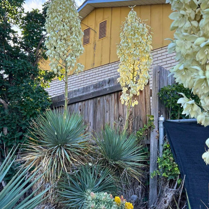 Nasiona Juki Thompsona - Yucca Thompsoniana