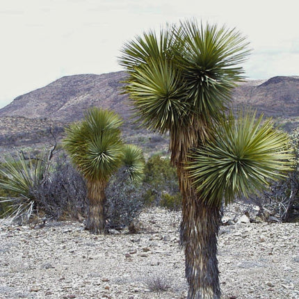 Nasiona Juki Thompsona - Yucca Thompsoniana