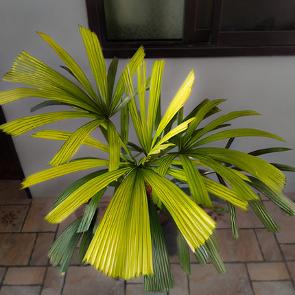 Nasiona Namorzynowej Palmy Wachlarzowej - Licuala Spinosa