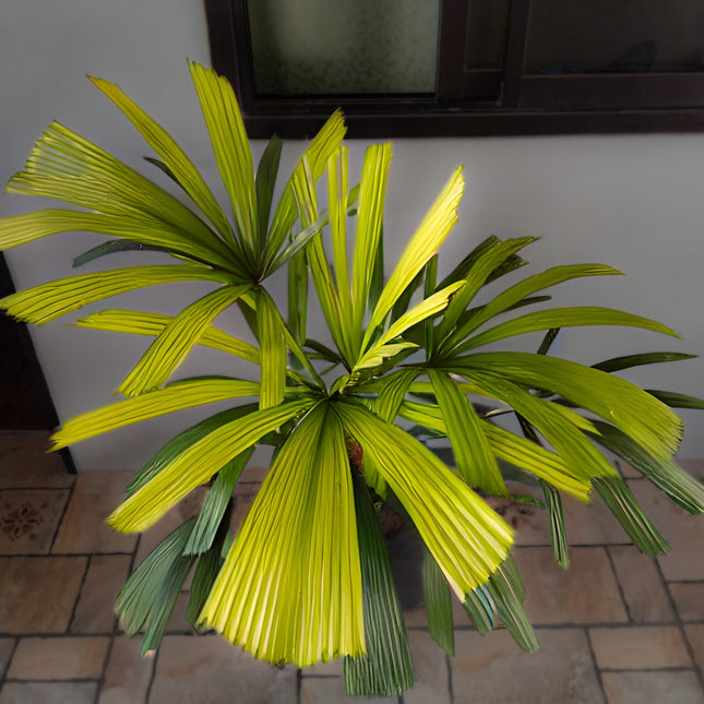 Nasiona Namorzynowej Palmy Wachlarzowej - Licuala Spinosa