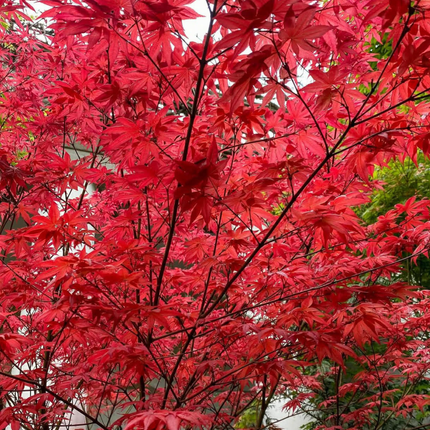 Nasiona Klonu Palmowego Czerwonolisnego - Acer Palmatum 'Atropurpureum'