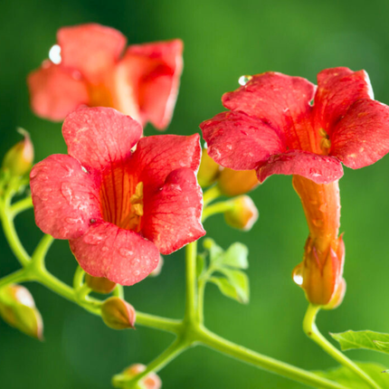 Nasiona Milinu Amerykańskiego - Campsis Radicans