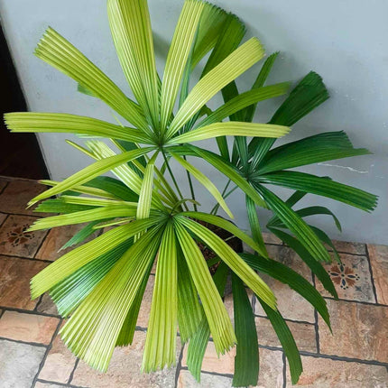 Nasiona Namorzynowej Palmy Wachlarzowej - Licuala Spinosa