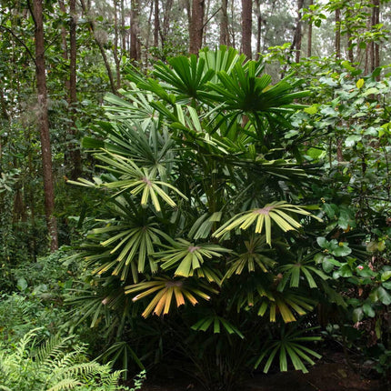Nasiona Namorzynowej Palmy Wachlarzowej - Licuala Spinosa