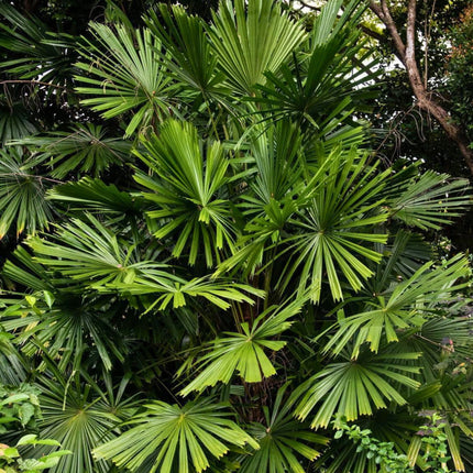 Nasiona Namorzynowej Palmy Wachlarzowej - Licuala Spinosa