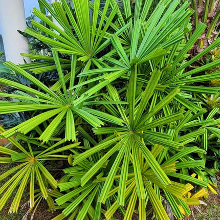 Nasiona Namorzynowej Palmy Wachlarzowej - Licuala Spinosa