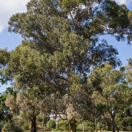 Nasiona Eukaliptusa Gałkowego - Eucalyptus Globulus