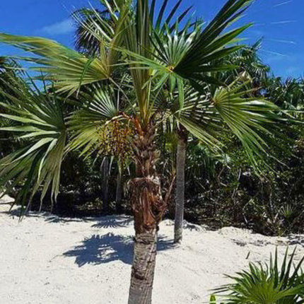 Nasiona Palmy Florydy - Thrinax Radiata